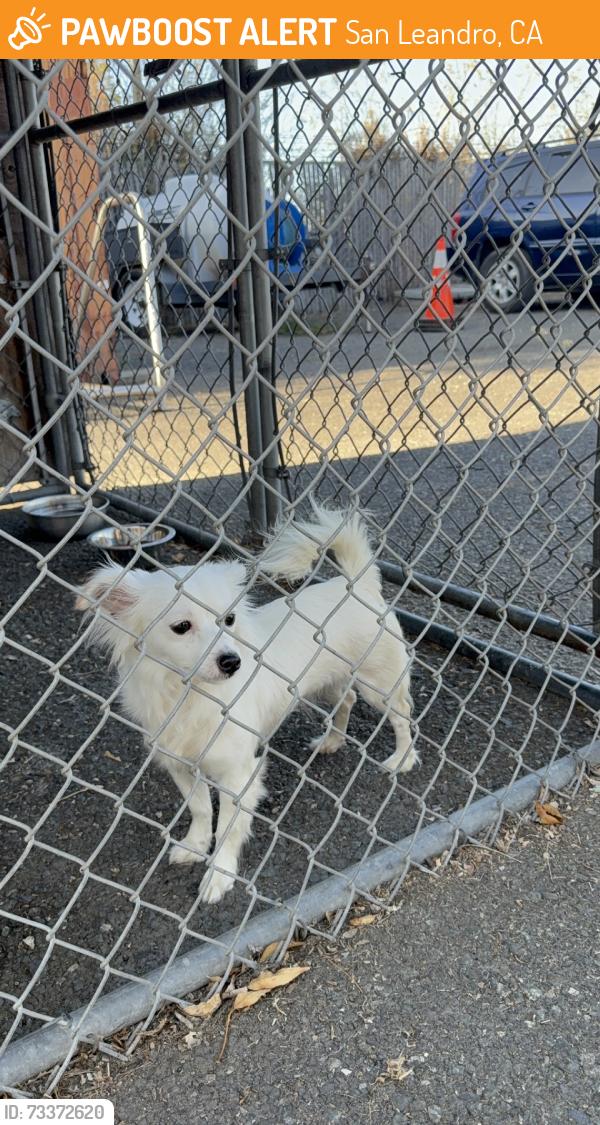 Found/Stray Female Dog last seen Marina blvd/ Aurora Dr, San Leandro, CA 94577
