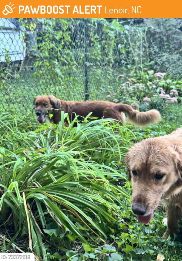 Found/Stray Male Dog last seen Advance Denistry of Lenoir, Lenoir, NC 28645