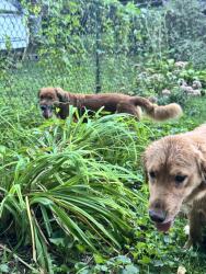 Found/Stray Male Dog last seen Advance Denistry of Lenoir, Lenoir, NC 28645