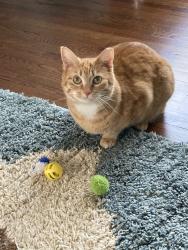 Lost Unknown Cat last seen NCR and Moraine golf courses, Dayton, OH 45429