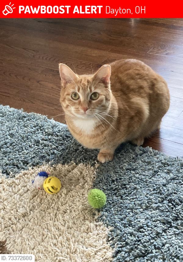 Lost Unknown Cat last seen NCR and Moraine golf courses, Dayton, OH 45429