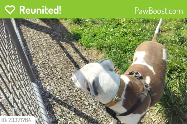 Reunited Female Dog last seen Marine drive sundial rd, Troutdale, OR 97060