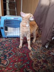 Reunited Female Cat last seen Macdougall Ln. and Kirkdale Drive, Columbus, OH 43004