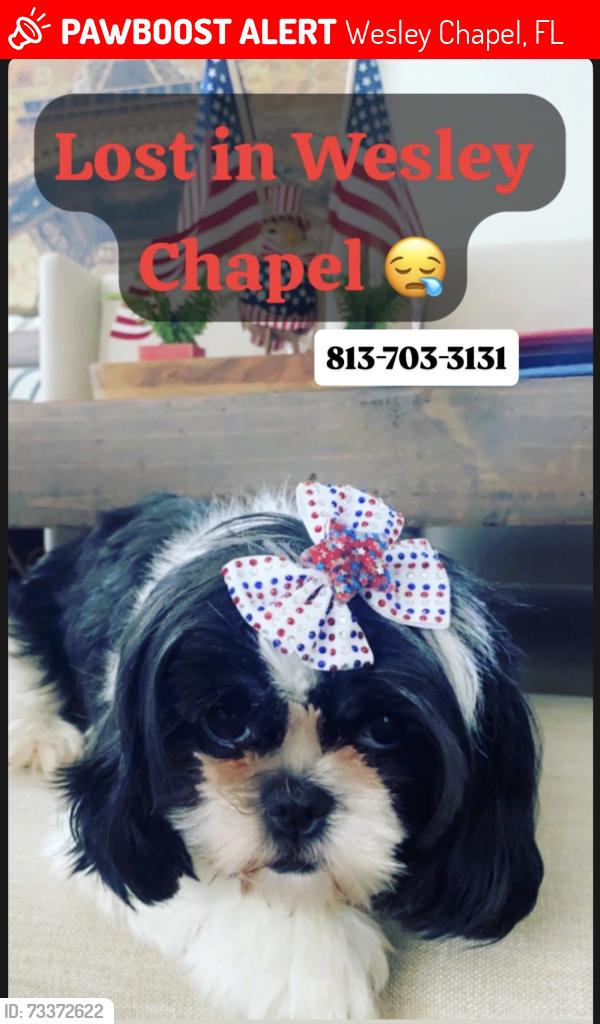 Lost Female Dog last seen Meadow point 4, Wesley Chapel, FL 33543