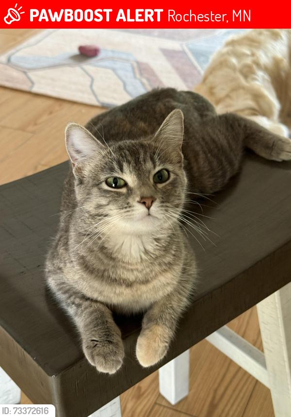Lost Female Cat last seen North Rochester, Savannah and White Pine Area, Rochester, MN 55901