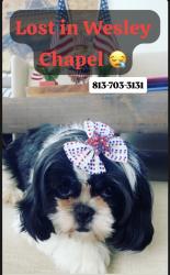 Lost Female Dog last seen Meadow point 4, Wesley Chapel, FL 33543