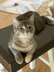 Lost Female Cat last seen North Rochester, Savannah and White Pine Area, Rochester, MN 55901