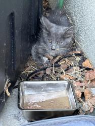 Found/Stray Unknown Cat last seen El camino ave, Sacramento, CA 95815
