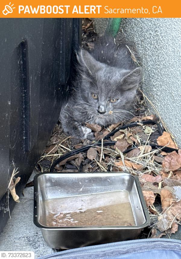 Found/Stray Unknown Cat last seen El camino ave, Sacramento, CA 95815