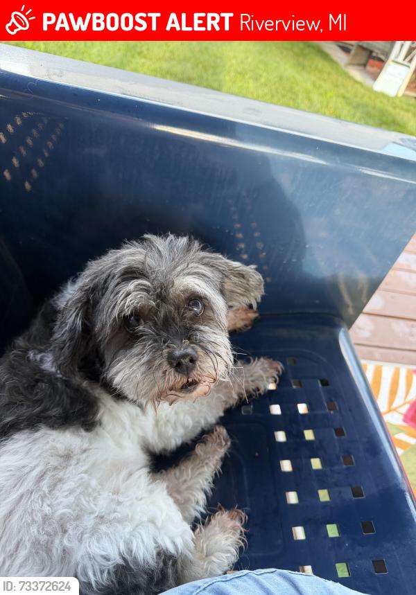 Lost Male Dog last seen Hamann/Sibley, Riverview, MI 48193