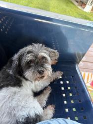 Lost Male Dog last seen Hamann/Sibley, Riverview, MI 48193