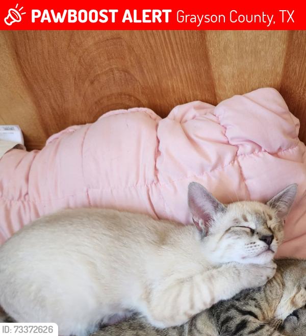 Lost Male Cat last seen Enloe and Celtic Rd., Grayson County, TX 75459
