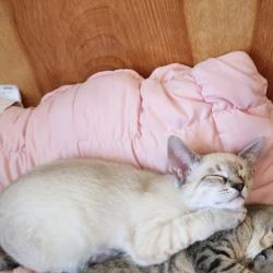 Lost Male Cat last seen Enloe and Celtic Rd., Grayson County, TX 75459