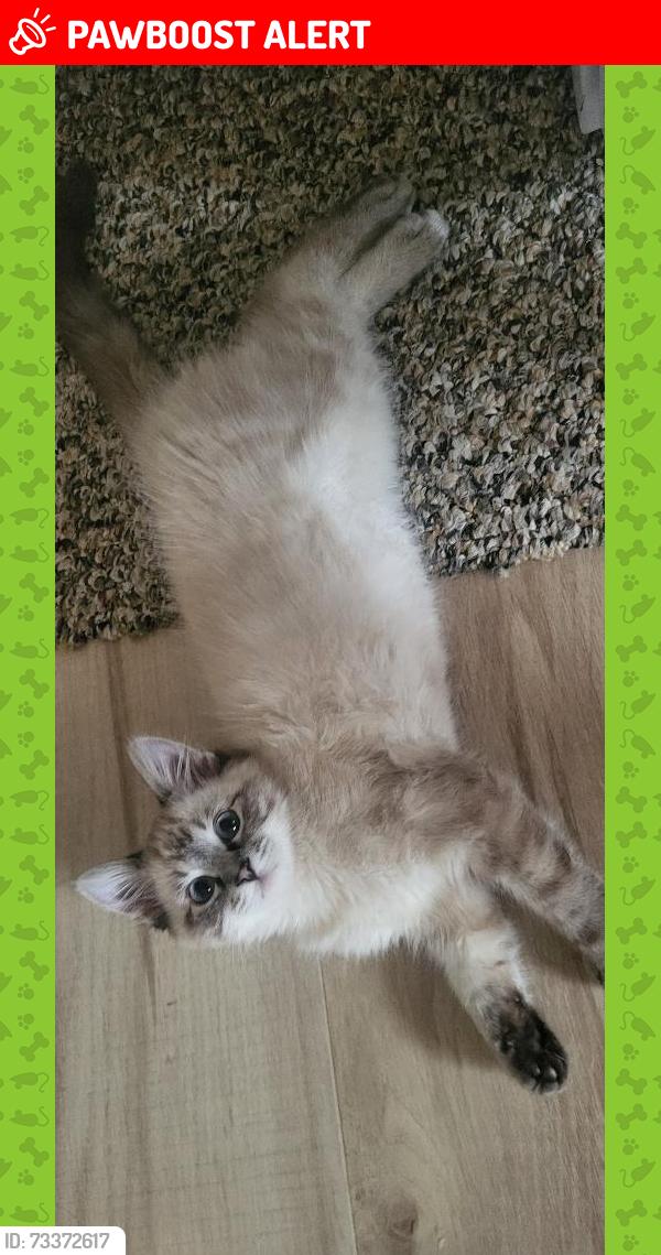Lost Male Cat last seen Pine valley mobile home court, Beltrami County, MN 56601