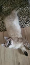 Lost Male Cat last seen Pine valley mobile home court, Beltrami County, MN 56601