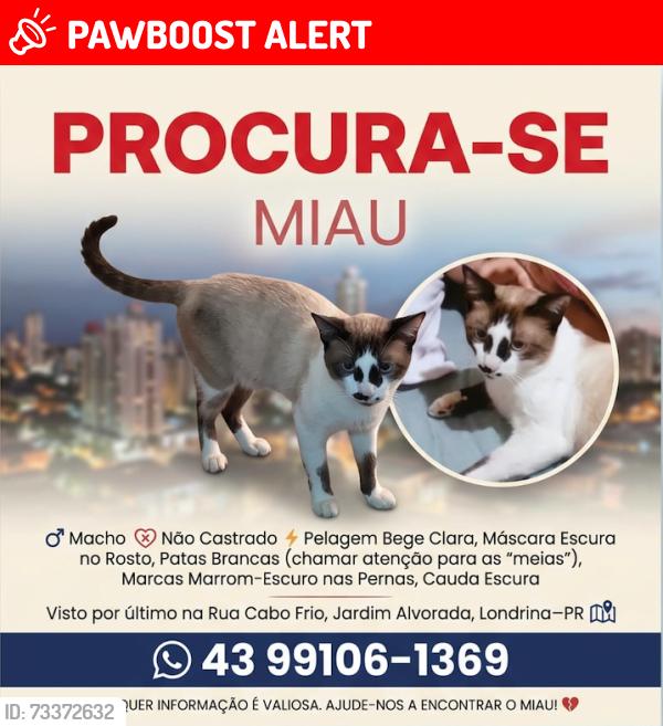 Lost Male Cat last seen RUA QUATA, Jardim Alvorada, PR 86062-630