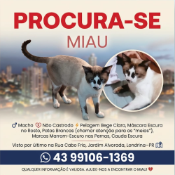 Lost Male Cat last seen RUA QUATA, Jardim Alvorada, PR 86062-630