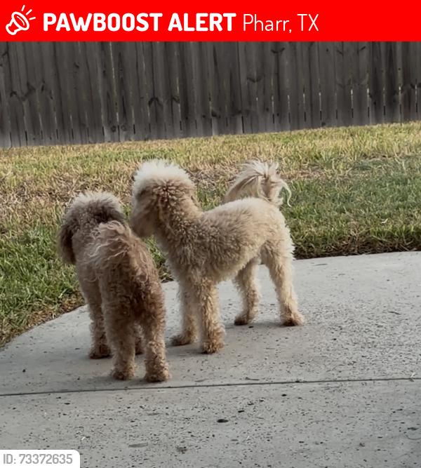 Lost Female Dog last seen Northgate ests, Pharr, TX 78577
