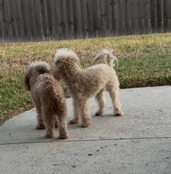 Lost Female Dog last seen Northgate ests, Pharr, TX 78577