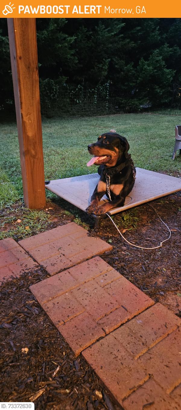Found/Stray Female Dog last seen Old rex morrow road, Morrow, GA 30260