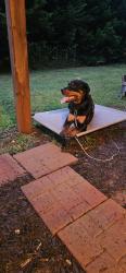 Found/Stray Female Dog last seen Old rex morrow road, Morrow, GA 30260