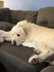 Reunited Female Dog last seen Claggett Landing Rd, Upper Marlboro, MD 20774