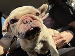 Found/Stray Female Dog last seen Vons, west covina mall, West Covina, CA 91790