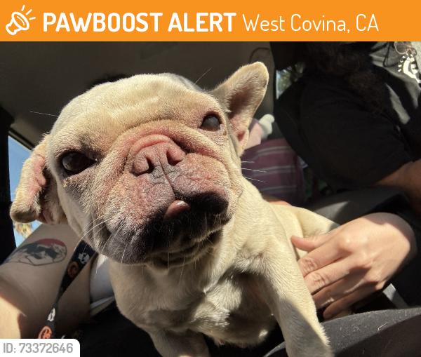 Found/Stray Female Dog last seen Vons, west covina mall, West Covina, CA 91790