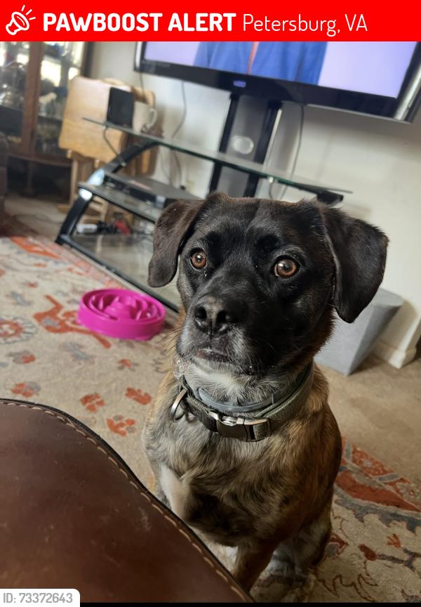 Lost Male Dog last seen Bollingbrook St, Petersburg, VA 23803