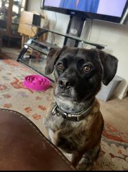Lost Male Dog last seen Bollingbrook St, Petersburg, VA 23803