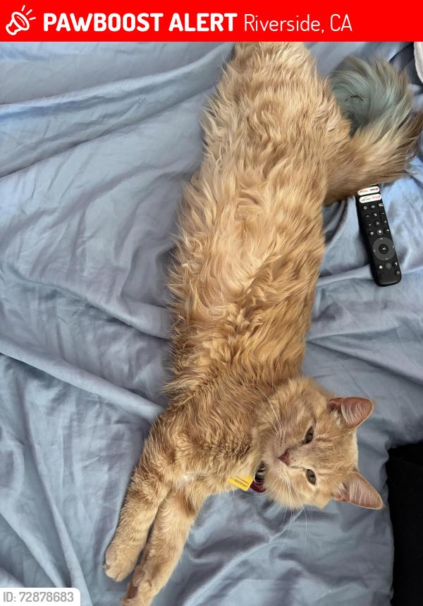 Lost Male Cat last seen Longhill Street, Riverside, CA 92504