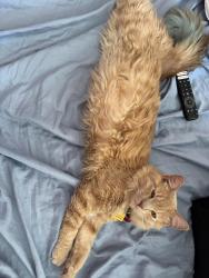 Lost Male Cat last seen Longhill Street, Riverside, CA 92504