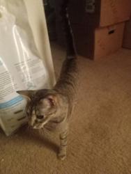 Lost Female Cat last seen Sw Halsey and SW 257th, Troutdale, OR 97060