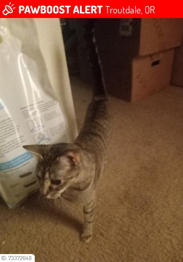 Lost Female Cat last seen Sw Halsey and SW 257th, Troutdale, OR 97060