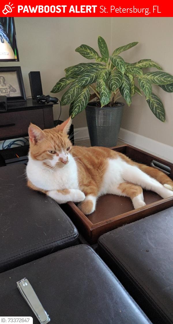 Lost Male Cat last seen Lutheran Christ Church, Overlook dr and chancellor st NE, St. Petersburg, FL 33703