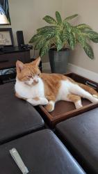Lost Male Cat last seen Lutheran Christ Church, Overlook dr and chancellor st NE, St. Petersburg, FL 33703