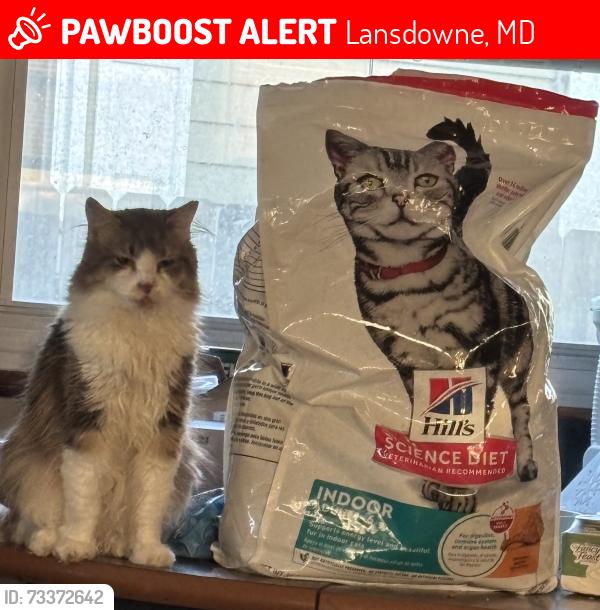 Lost Female Cat last seen Smith ave, Lansdowne, MD 21227