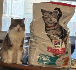 Lost Female Cat last seen Smith ave, Lansdowne, MD 21227