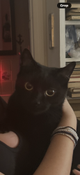 Reunited Male Cat last seen Near Whale Pond Rd. W. Long Branch NJ 07764, West Long Branch, NJ 07764