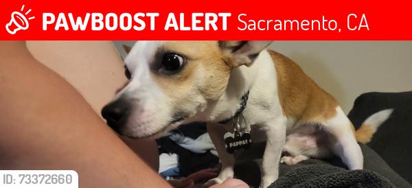 Lost Male Dog last seen Hampton rd , Northrop ave, Sacramento, CA 95864