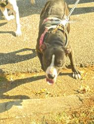 Reunited Female Dog last seen Wade hampton, Greer, SC 29650