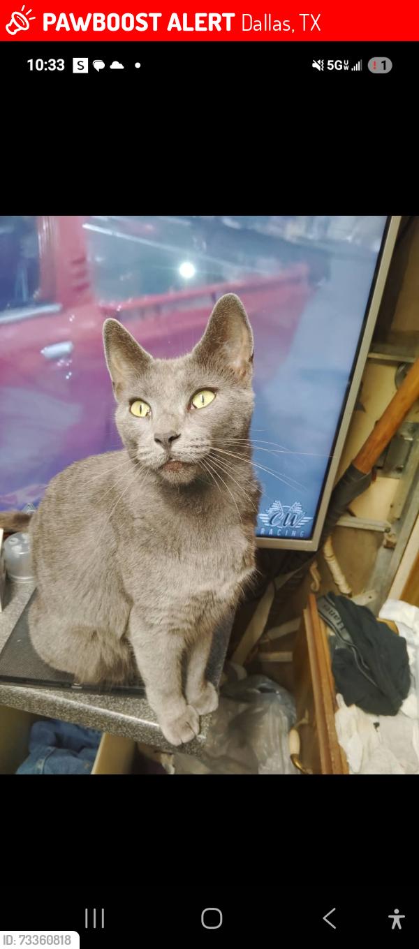 Lost Female Cat last seen Lawson and beltline Dallas tx 75253 rd i20 east, Dallas, TX 75253