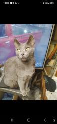 Lost Female Cat last seen Lawson and beltline Dallas tx 75253 rd i20 east, Dallas, TX 75253