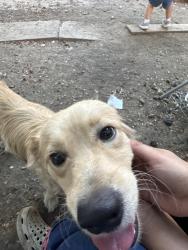 Reunited Male Dog last seen Mohawk/Roanoke, Dallas, TX 75235