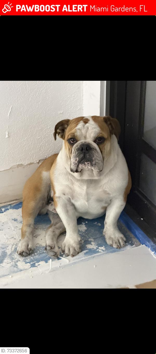 Lost Male Dog last seen Near ave 27ave, Miami Gardens, FL 33056