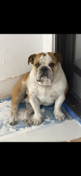 Lost Male Dog last seen Near ave 27ave, Miami Gardens, FL 33056