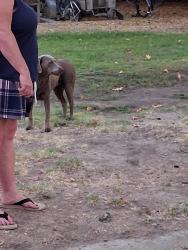 Found/Stray Female Dog last seen Paradise, Modesto, CA 95358