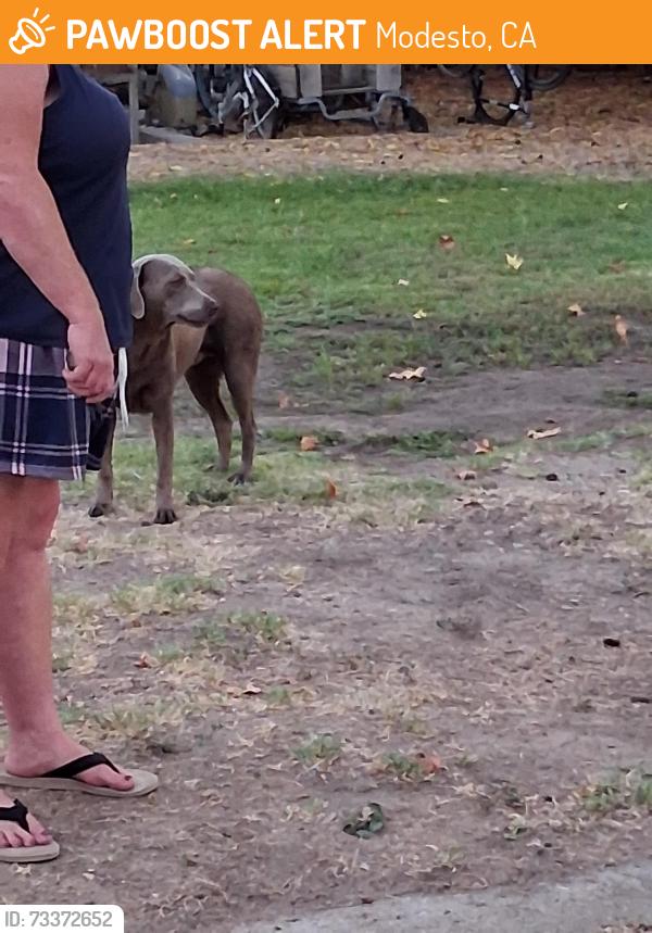 Found/Stray Female Dog last seen Paradise, Modesto, CA 95358