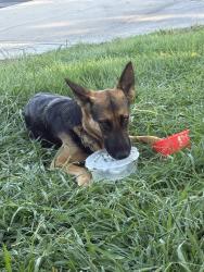 Found/Stray Unknown Dog last seen El molino, Fontana, CA 92335