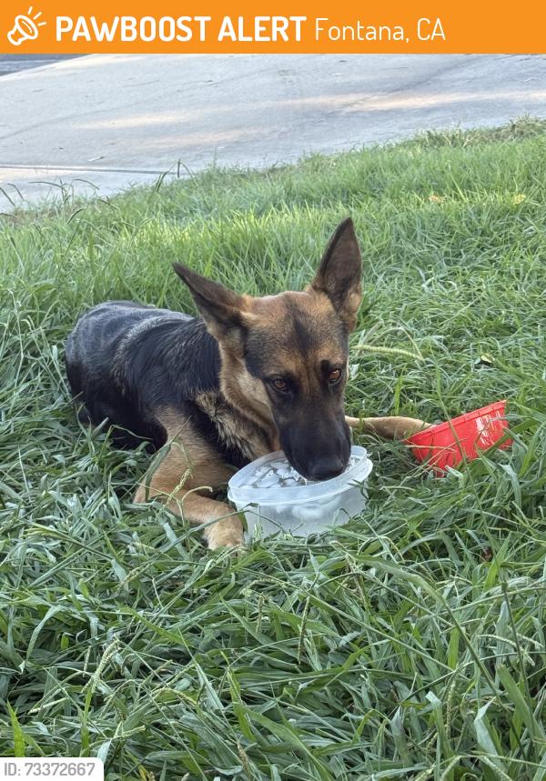 Found/Stray Unknown Dog last seen El molino, Fontana, CA 92335